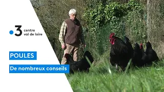 Devenir expert en élevage de poules c'est possible grâce aux conseils de Michel !