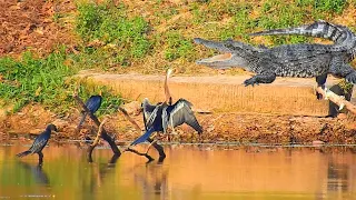 So beautiful Birds❤️😘😍 | Amazing nature and Birds living! #114 #lovely bird #beautiful bird!