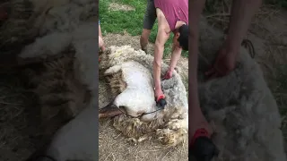 Стрижка овцы