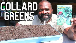 Planting Seeds For Beginners | Collards Greens