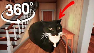 360° VR FIND Maxwell Cat