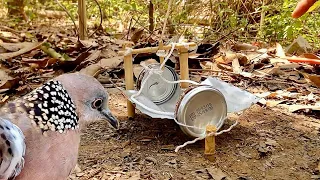 Method Unique Easy DIY Simple Bird Trap Using Energy Drink Cans | Creative Unique Bird Trap