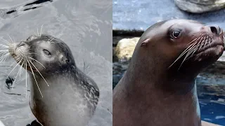 How To Tell The Difference Between Seals And Sea Lions