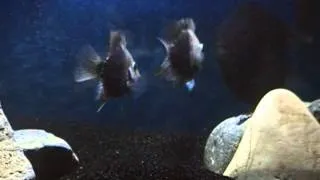 Texas cichlid breeding pair defending territory