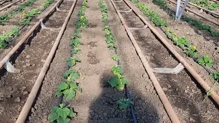 Овощи Растут. Выращивание огурца зимой. Видео 2.