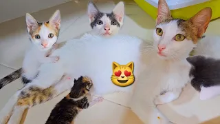 The full story of the rescued mother cat who have 2 kittens and adopted 1 abandoned newborn kitten