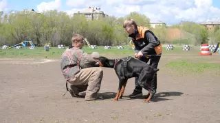 Охрана хозяина. Доберман 9 месяцев. Прима Хаус мартин