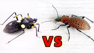 Assassin bug VS beetle, can break armor successfully?