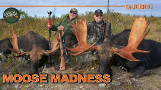 Moose Madness in the Matane Wildlife Reserve | Canada in the Rough