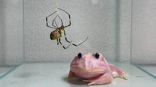 a spider came down from the sky/ Pacman frog , African bullfrog【LIVE FEEDING】