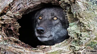 Я не стал ДОБИВАТЬ раненого волка и случилось НЕВЕРОЯТНОЕ!