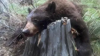 Spring Bear Hunt Idaho (RP #1)