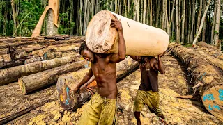 How Millions of World's Lightest Wood Trees are Grown and Harvested - Wood processing at factory