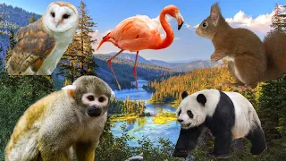 Cute Farm Animal Sounds - Cat, Pig, Tiger, Ferret, Fennec Fox | Animal moments