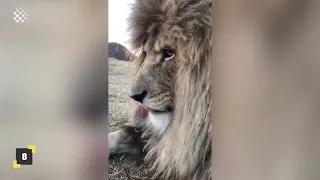 Scary close encounters with big cats! | Lion Encounters Compilation