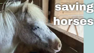 We Rescued 23 Horses From Slaughter - Part 1