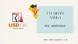 УЗИ колена | Гусиная лапка | Pes anserinus | Bursa anserina