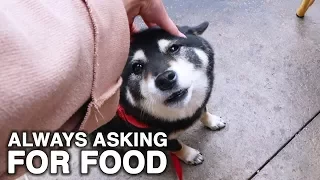 DOG ALWAYS ASKING FOR FOOD | WahlieTV EP557