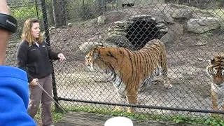 Siberian Tigers in North Myrtle Beach, S.C.