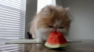 Kitty with a Watermelon Addiction