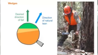 Falling trees away from their natural lean using a chainsaw