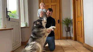 Adorable Baby Boy Loves His Dog! They Just Love Attention! (Cutest Ever!!)