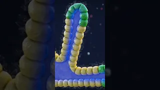 Early Pancreas Development  in Embryos | Medical Animation #medical #science #biology