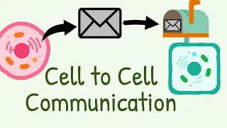 Cell to Cell Communication || Types of signaling