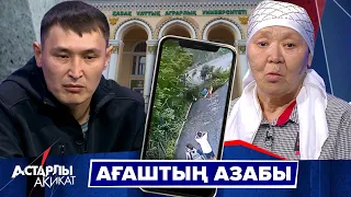 Астарлы ақиқат: Ағаштың азабы