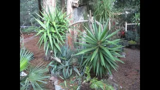 Growing Exotic plants outside of their zone