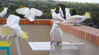 Magnificent Wild Cockatoo Courtship Behavior