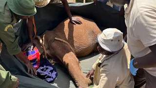 Rescue of orphaned elephant Mageno | Sheldrick Trust