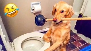Funniest Dogs And Cats Videos 😅 - Best Funny Animal Videos 2022 😍 #4