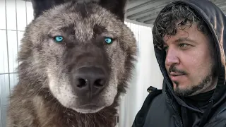 THE BIGGEST WOLF IN THE WORLD! This Man Keeps the Largest Wolves in the World As Pet