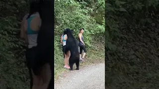 A black bear sneaked up on a group of hikers in Mexico