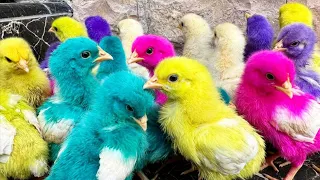 Tangkap Ayam Lucu, Ayam Warna Warni, Ayam Rainbow Gokil, Kelinci, Kucing, Bebek, Dunia Hewan Lucu