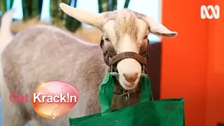 Get Krackin: Whose Goat Is This?
