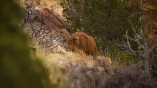 Wildlifers TV | S2 | E9 - New Mexico Aoudad