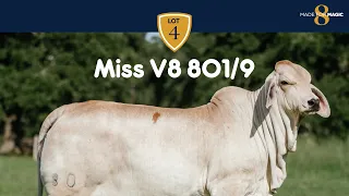 Miss V8 801/9 Brahman Heifer from Made for Magic VIII Online Sale