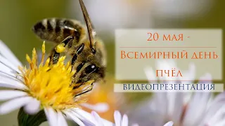 20 мая - Всемирный День пчёл / Видеопрезентация