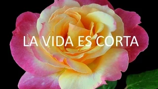 La vida es corta