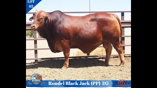 Lot 63 Black Jack