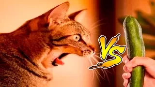 Кот vs Огурец СМОТРЕТЬ ВСЕМ!!