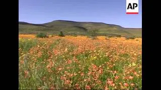 Thousands of wildflowers bloom in South Africa