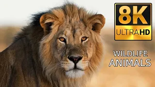 8K Animals: Immerse Yourself in the Captivating Wonders of 8K Animal Life HD #wildlife #animals #8k