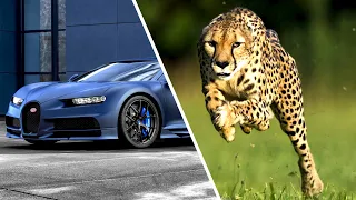 Cheetah vs BUGATTI Chiron