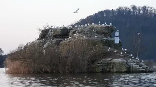 Máchovo jezero Březnové plachtění Myší ostrůvek a hejna racků kteří jej spolu s kormorány o DSCN7897