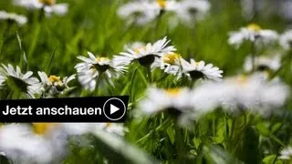 FOTOGRAFIEREN IM FRÜHLING TUTORIAL - TIPPS & TRICKS