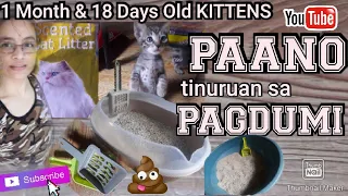 Paano ko turuan sa tamang pagdumi ang mga kuting..