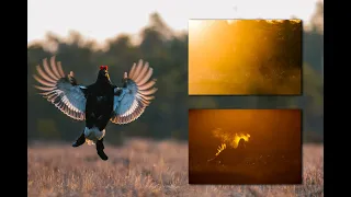 Teerien soidinpäiväkirja / Black grouse lekking diary 2020 [ENG SUB]